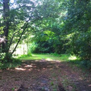 Photo of SOLD!  75.9 Acres of Timber and Hunting Land For Sale in Pamlico County NC!