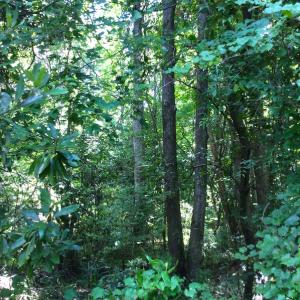 Photo of SOLD!  75.9 Acres of Timber and Hunting Land For Sale in Pamlico County NC!
