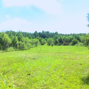 Photo of SOLD!  75.9 Acres of Timber and Hunting Land For Sale in Pamlico County NC!