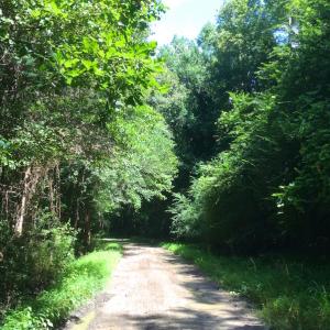 Photo of SOLD!  75.9 Acres of Timber and Hunting Land For Sale in Pamlico County NC!