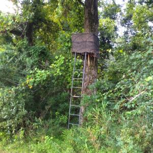 Photo of SOLD!  75.9 Acres of Timber and Hunting Land For Sale in Pamlico County NC!