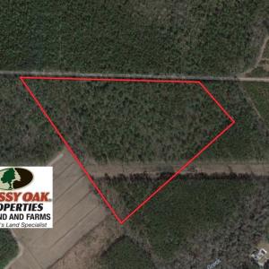 Photo of UNDER CONTRACT!  34 Acres of Timber and Hunting Land For Sale in Pamlico County NC!