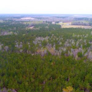 Photo of UNDER CONTRACT!  34 Acres of Timber and Hunting Land For Sale in Pamlico County NC!