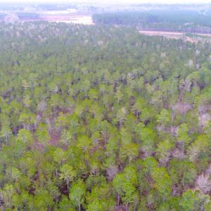 Photo of UNDER CONTRACT!  34 Acres of Timber and Hunting Land For Sale in Pamlico County NC!