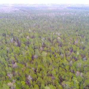Photo of UNDER CONTRACT!  34 Acres of Timber and Hunting Land For Sale in Pamlico County NC!