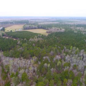 Photo of UNDER CONTRACT!  34 Acres of Timber and Hunting Land For Sale in Pamlico County NC!