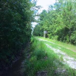 Photo of UNDER CONTRACT!  34 Acres of Timber and Hunting Land For Sale in Pamlico County NC!