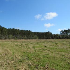 Photo of UNDER CONTRACT!  138 +/- Acres of Farm and Timber Land For Sale in Brunswick County NC!