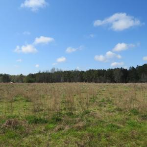 Photo of UNDER CONTRACT!  138 +/- Acres of Farm and Timber Land For Sale in Brunswick County NC!