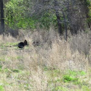 Photo of UNDER CONTRACT!  138 +/- Acres of Farm and Timber Land For Sale in Brunswick County NC!