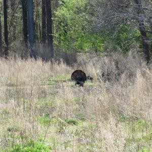 Photo of UNDER CONTRACT!  138 +/- Acres of Farm and Timber Land For Sale in Brunswick County NC!