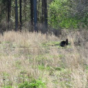 Photo of UNDER CONTRACT!  138 +/- Acres of Farm and Timber Land For Sale in Brunswick County NC!