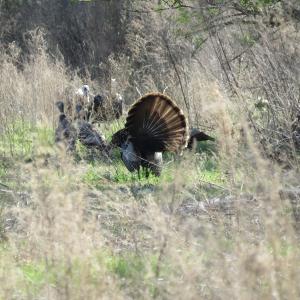 Photo of UNDER CONTRACT!  138 +/- Acres of Farm and Timber Land For Sale in Brunswick County NC!