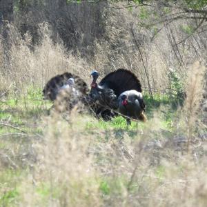 Photo of UNDER CONTRACT!  138 +/- Acres of Farm and Timber Land For Sale in Brunswick County NC!