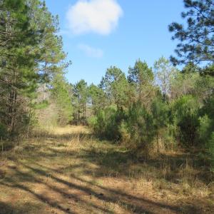 Photo of UNDER CONTRACT!  138 +/- Acres of Farm and Timber Land For Sale in Brunswick County NC!