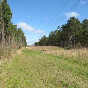 Photo of UNDER CONTRACT!  138 +/- Acres of Farm and Timber Land For Sale in Brunswick County NC!