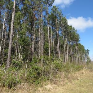 Photo of UNDER CONTRACT!  138 +/- Acres of Farm and Timber Land For Sale in Brunswick County NC!