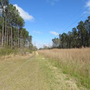 Photo of UNDER CONTRACT!  138 +/- Acres of Farm and Timber Land For Sale in Brunswick County NC!