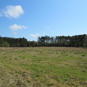 Photo of UNDER CONTRACT!  138 +/- Acres of Farm and Timber Land For Sale in Brunswick County NC!