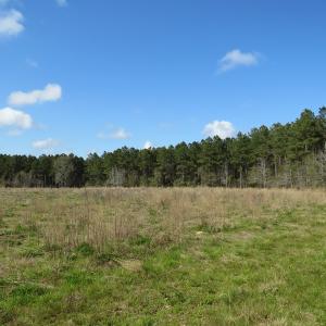 Photo of UNDER CONTRACT!  138 +/- Acres of Farm and Timber Land For Sale in Brunswick County NC!