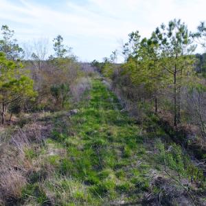 Photo of UNDER CONTRACT!  25.13 Acres of Affordable Clear Cut Timber Land For Sale in Hyde County NC!