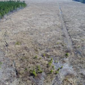 Photo of UNDER CONTRACT!  171 Acres of Timber Land For Sale In Halifax County NC!