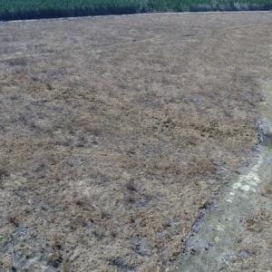 Photo of UNDER CONTRACT!  171 Acres of Timber Land For Sale In Halifax County NC!