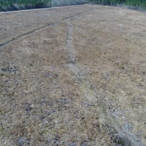 Photo of UNDER CONTRACT!  171 Acres of Timber Land For Sale In Halifax County NC!