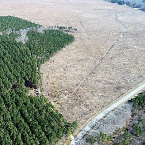 Photo of UNDER CONTRACT!  171 Acres of Timber Land For Sale In Halifax County NC!