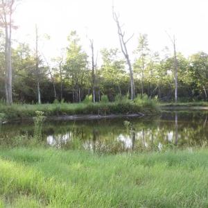 Photo of SOLD!!  62.82 Acres of Hunting and Timber Land for Sale in Pender County NC!