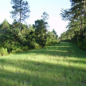 Photo of SOLD!!  62.82 Acres of Hunting and Timber Land for Sale in Pender County NC!