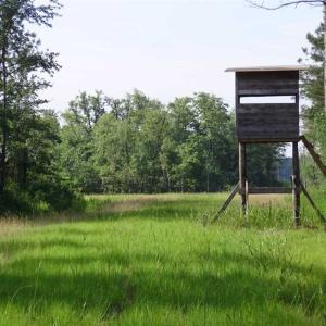 Photo of SOLD!!  62.82 Acres of Hunting and Timber Land for Sale in Pender County NC!