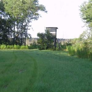 Photo of SOLD!!  62.82 Acres of Hunting and Timber Land for Sale in Pender County NC!