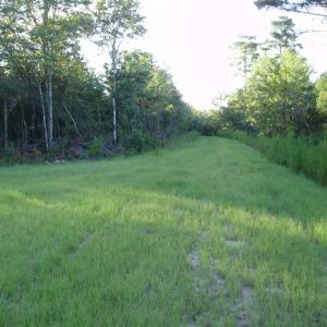 Photo of SOLD!!  62.82 Acres of Hunting and Timber Land for Sale in Pender County NC!