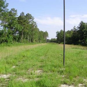 Photo of SOLD!!  62.82 Acres of Hunting and Timber Land for Sale in Pender County NC!
