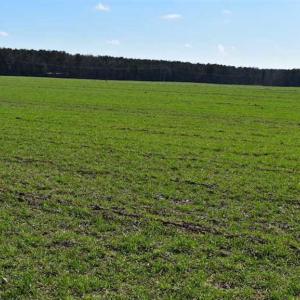 Photo of SOLD!  30 Acres of Recreational Land For Sale in Accomack County VA!