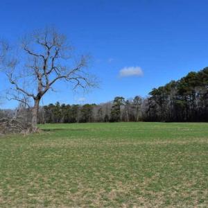 Photo of SOLD!  30 Acres of Recreational Land For Sale in Accomack County VA!