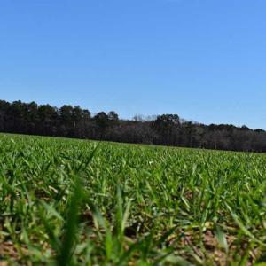 Photo of SOLD!  30 Acres of Recreational Land For Sale in Accomack County VA!