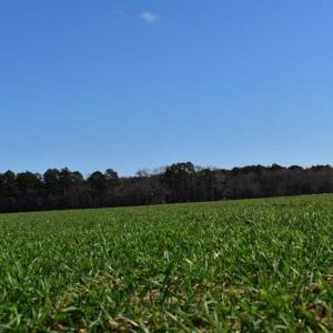 Photo of SOLD!  30 Acres of Recreational Land For Sale in Accomack County VA!