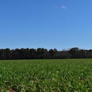 Photo of SOLD!  30 Acres of Recreational Land For Sale in Accomack County VA!