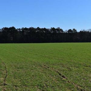 Photo of SOLD!  30 Acres of Recreational Land For Sale in Accomack County VA!
