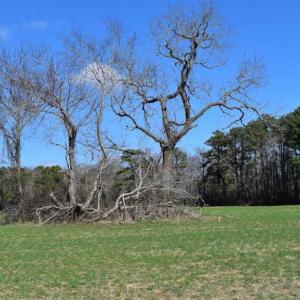 Photo of SOLD!  30 Acres of Recreational Land For Sale in Accomack County VA!