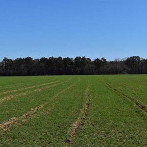 Photo of SOLD!  30 Acres of Recreational Land For Sale in Accomack County VA!
