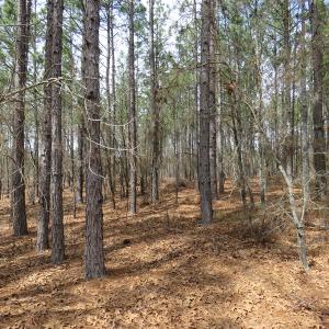 Photo of UNDER CONTRACT!  4 Acres of Hunting and Timber Land for Sale in Scotland County NC!