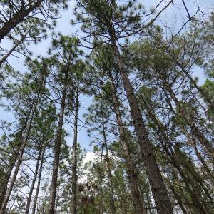 Photo of UNDER CONTRACT!  4 Acres of Hunting and Timber Land for Sale in Scotland County NC!