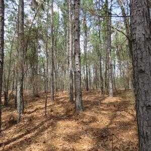 Photo of UNDER CONTRACT!  4 Acres of Hunting and Timber Land for Sale in Scotland County NC!
