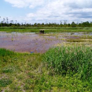 Photo of UNDER CONTRACT!  Duck Impoundment and Hunting Land For Sale in Pamlico County NC!