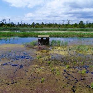 Photo of UNDER CONTRACT!  Duck Impoundment and Hunting Land For Sale in Pamlico County NC!