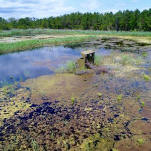Photo of UNDER CONTRACT!  Duck Impoundment and Hunting Land For Sale in Pamlico County NC!