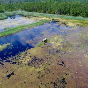 Photo of UNDER CONTRACT!  Duck Impoundment and Hunting Land For Sale in Pamlico County NC!